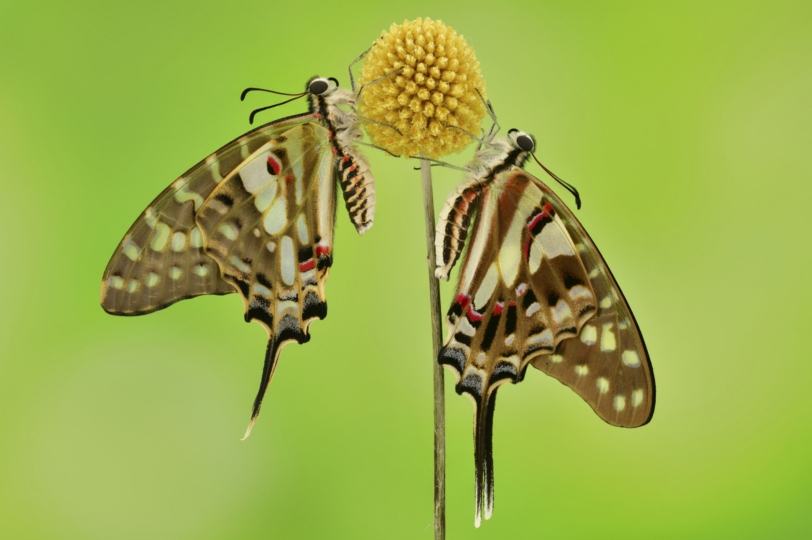 Graphium antheus - Graphium porthaon