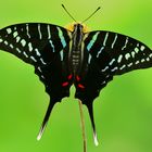 Graphium colonna #2