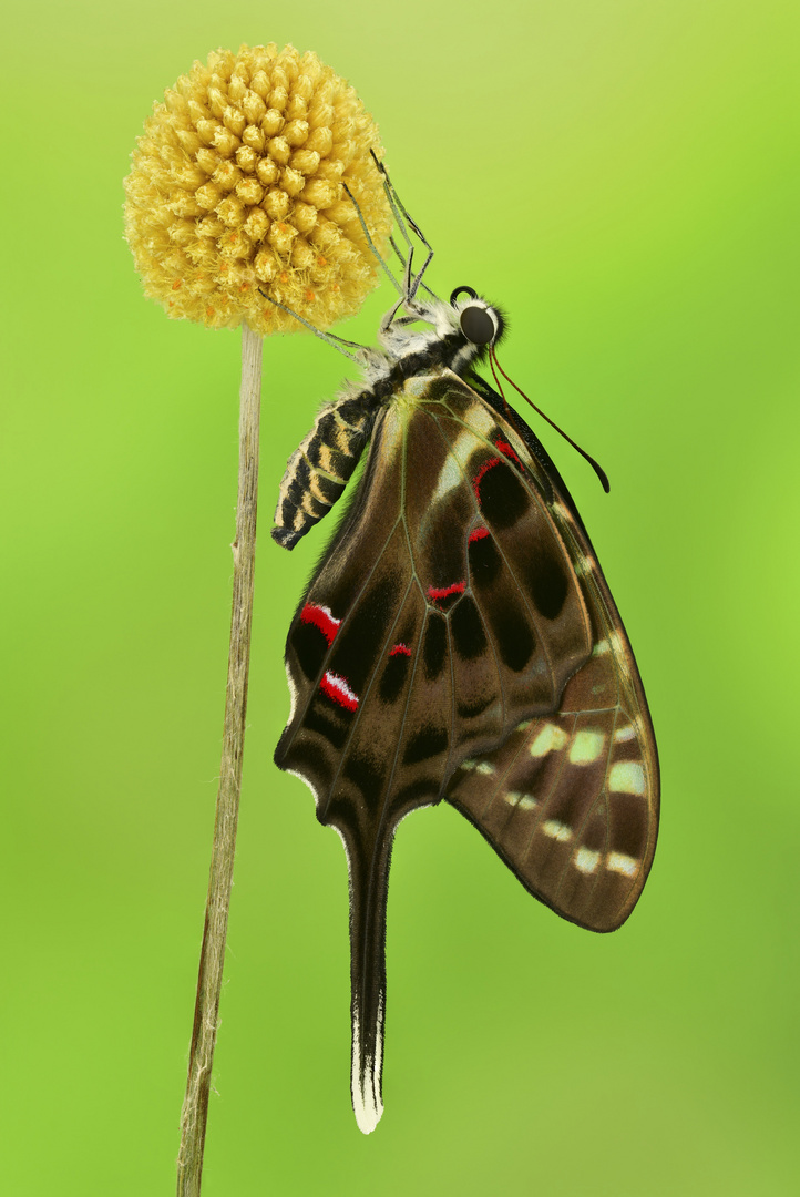 Graphium colonna