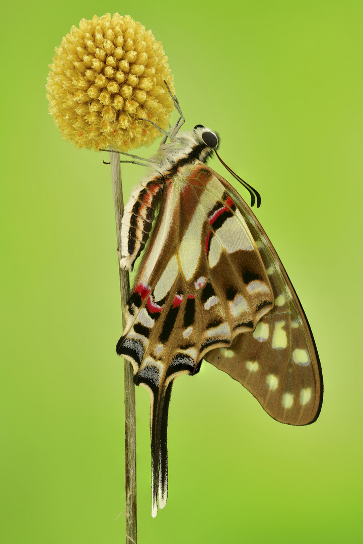 Graphium porthaon - Küstenschwertschwanz 