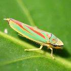 Graphocephala fennahi