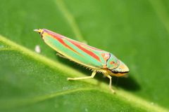 Graphocephala fennahi