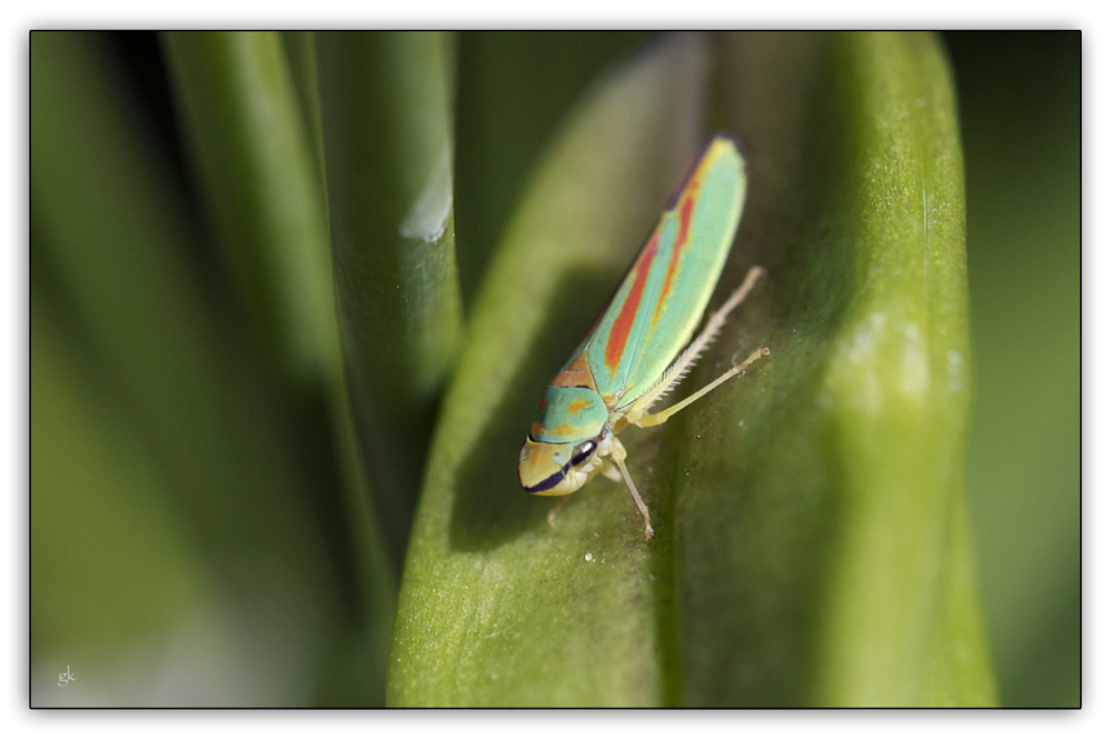 Graphocephala fennahi