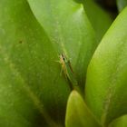 Graphocephala fennahi - Rhododendronzikade