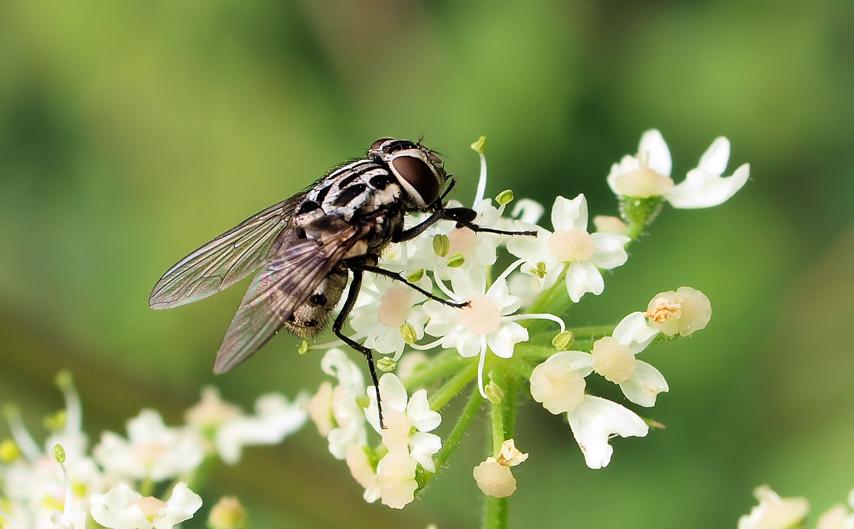 Graphomyia maculata