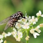 Graphomyia maculata