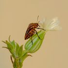 Graphosoma italicum