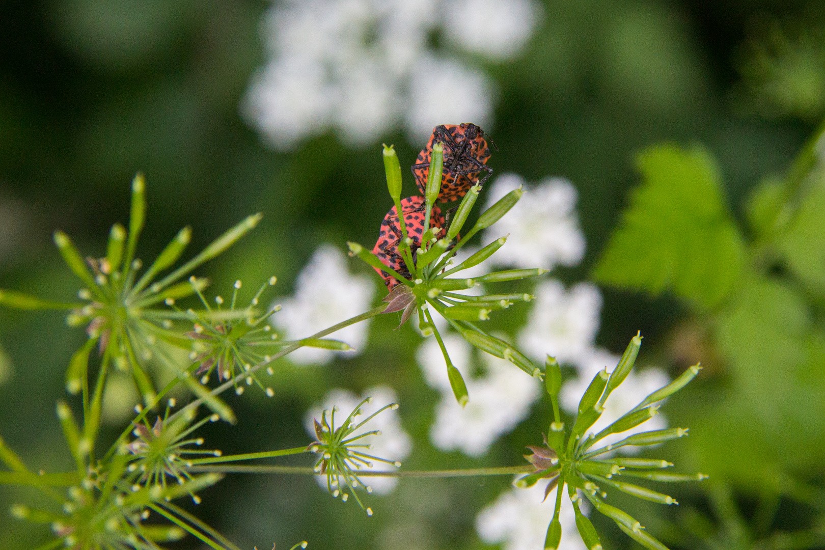 Graphosoma italicum - 1