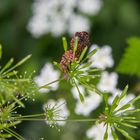 Graphosoma italicum - 1