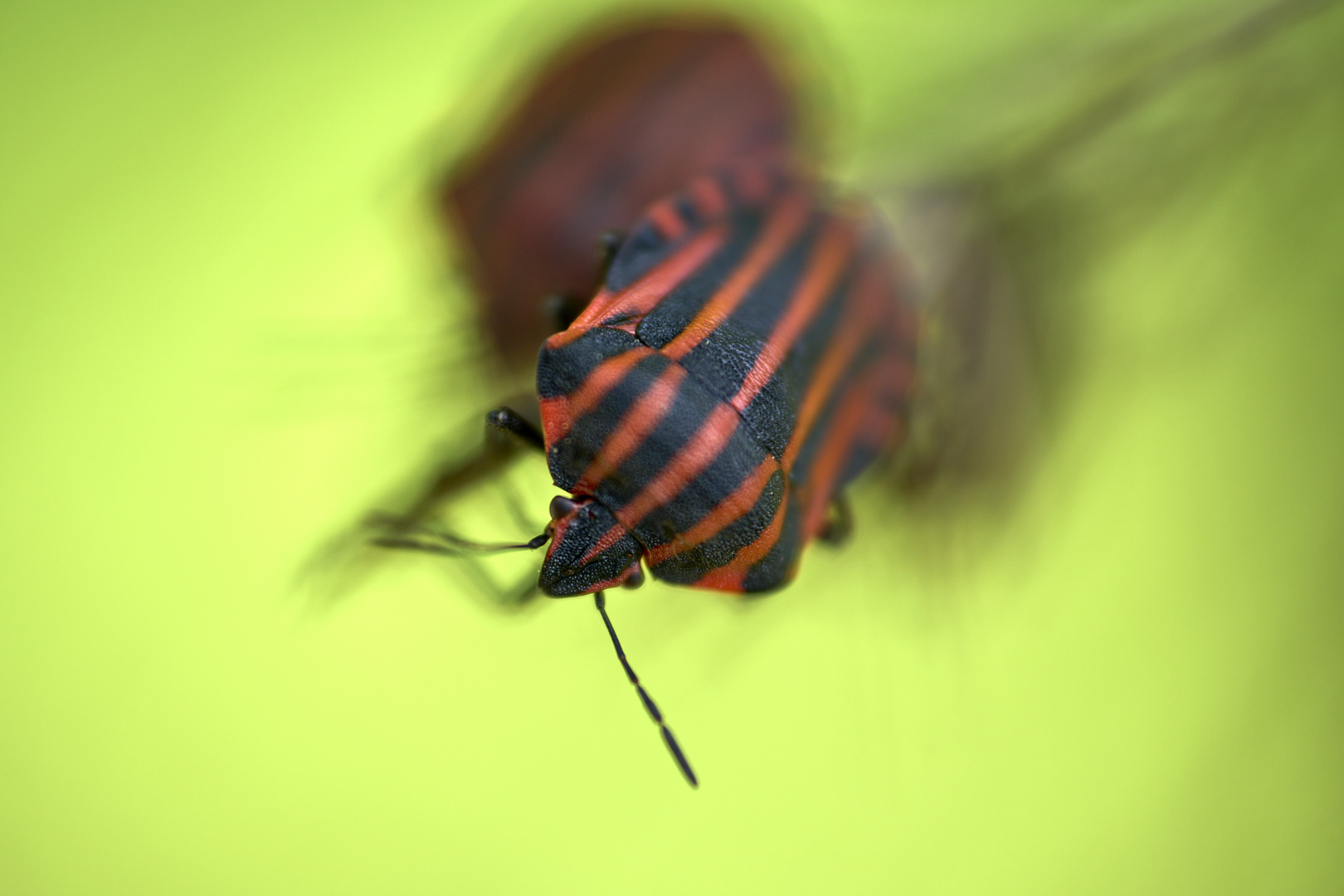 Graphosoma italicum