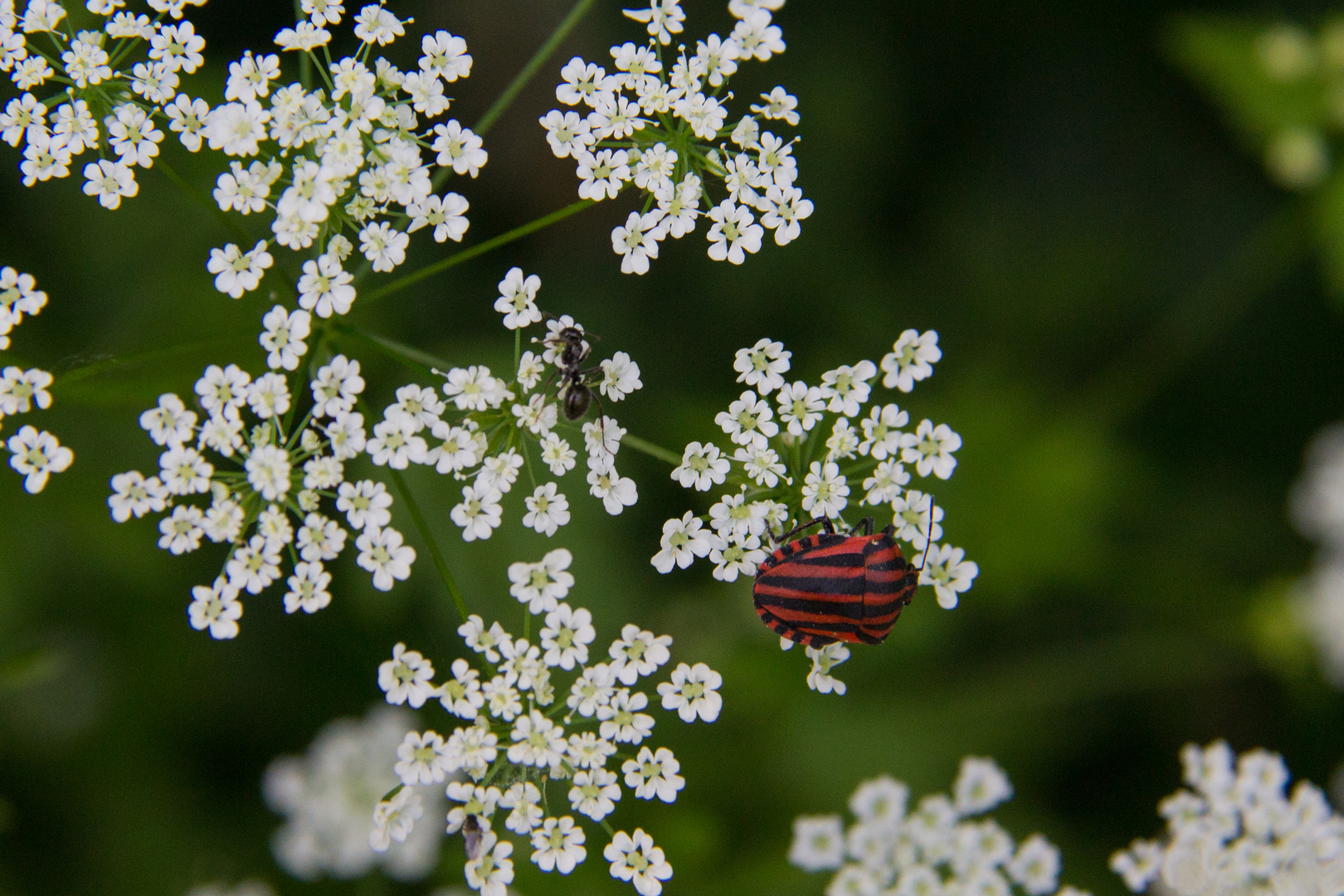 Graphosoma italicum - 2