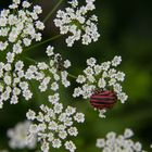 Graphosoma italicum - 2