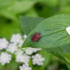 Graphosoma italicum - 3