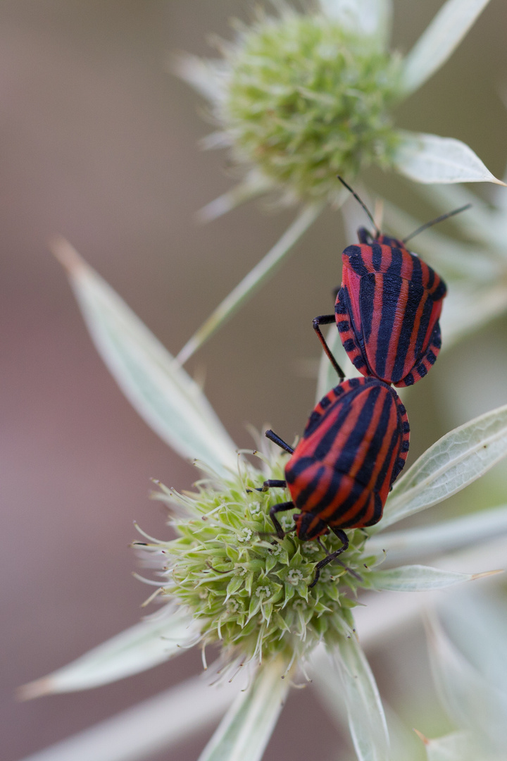 Graphosoma Italicum