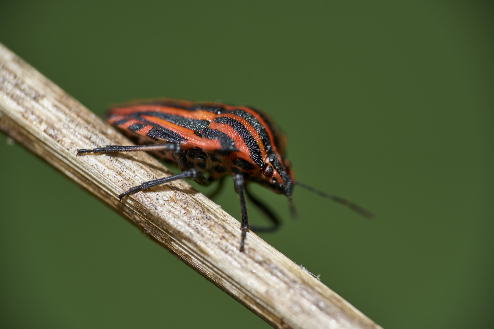 Graphosoma italicum