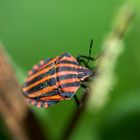 Graphosoma italicum