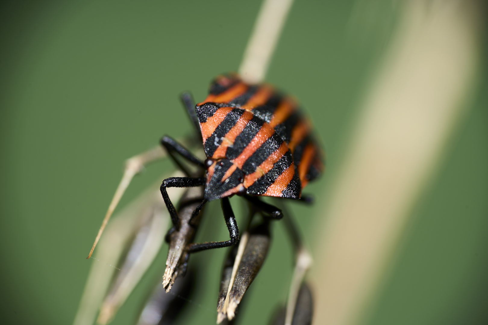 Graphosoma italicum