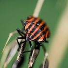 Graphosoma italicum