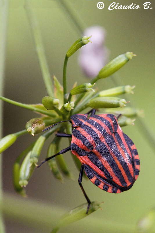 GRAPHOSOMA ITALICUM