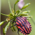 GRAPHOSOMA ITALICUM