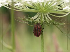 Graphosoma italicum - Badehosenwanze