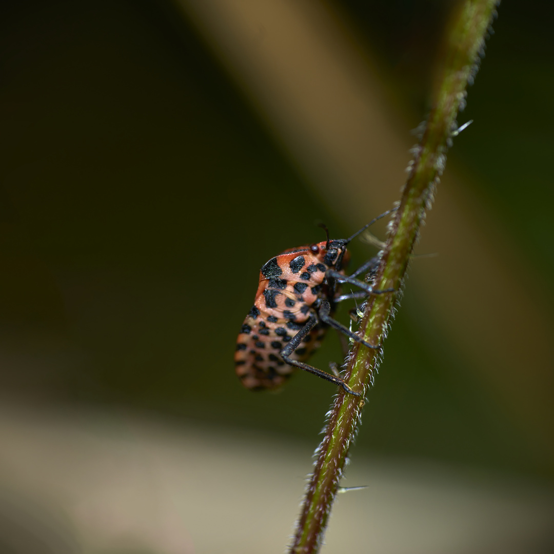 Graphosoma italicum