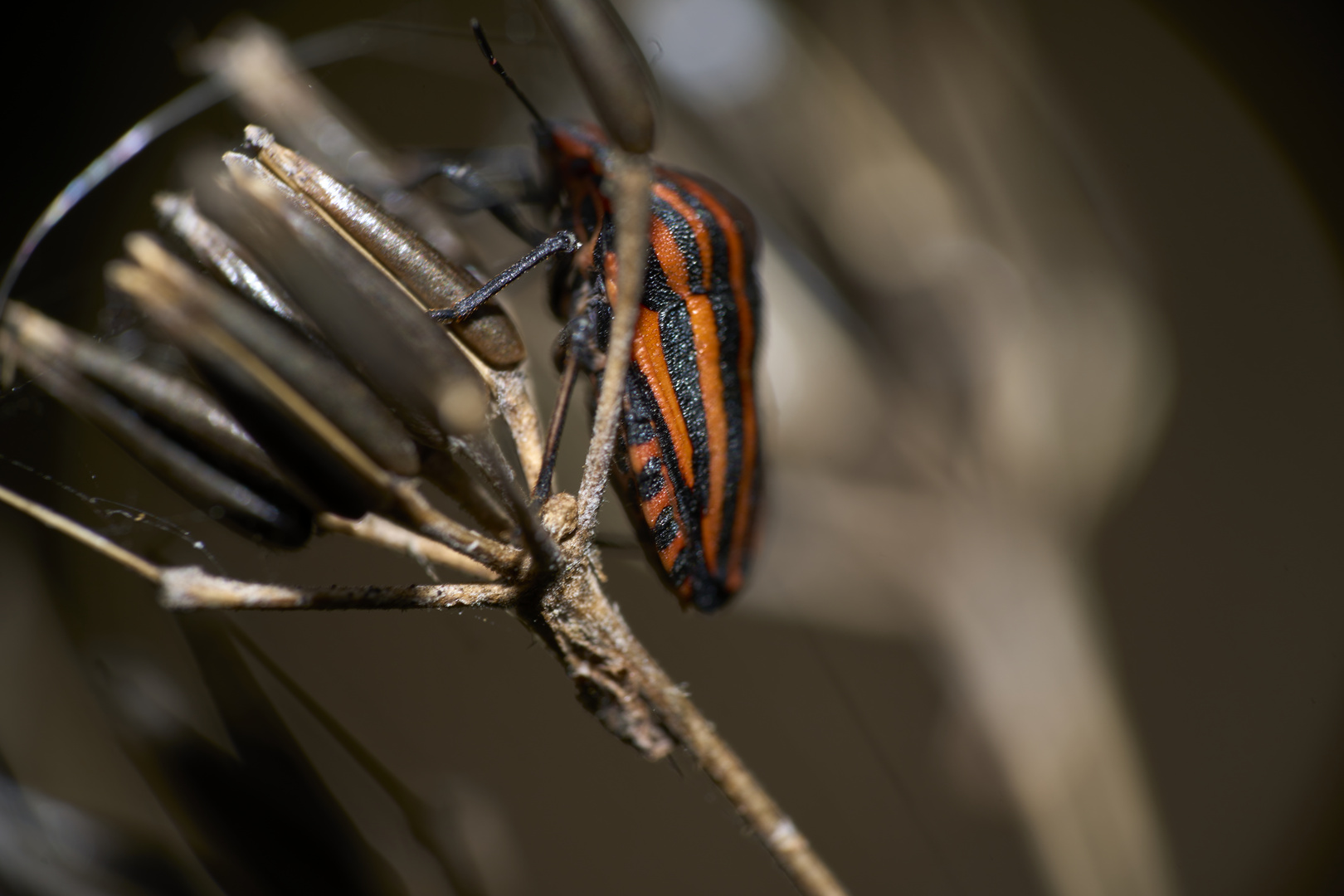 Graphosoma italicum