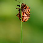 graphosoma italicus