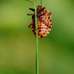 graphosoma italicus