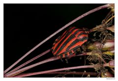 Graphosoma lineatum :-)