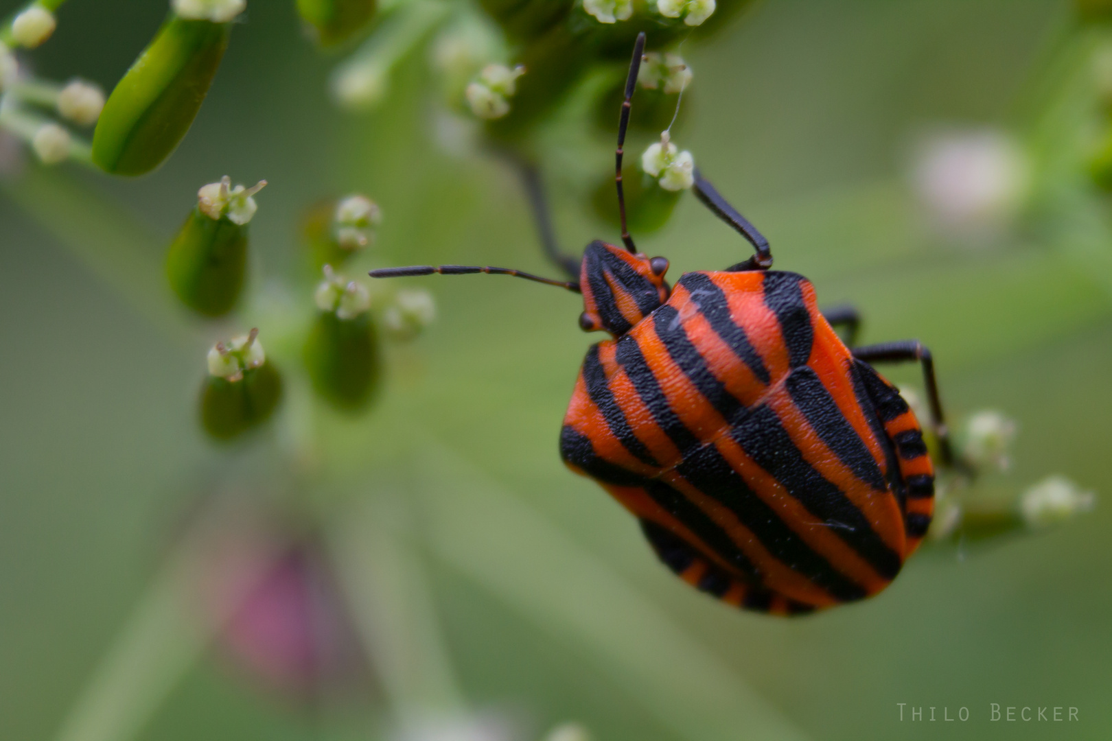 Graphosoma lineatum