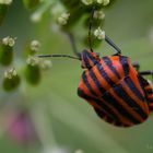 Graphosoma lineatum