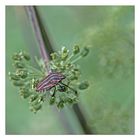 Graphosoma lineatum