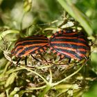 Graphosoma lineatum