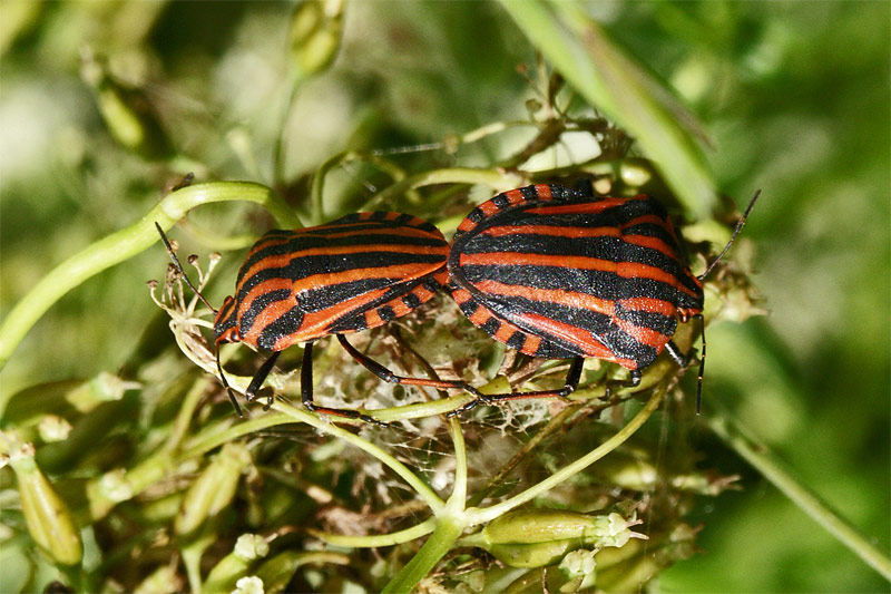 Graphosoma lineatum