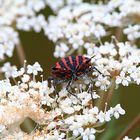 Graphosoma lineatum italicum