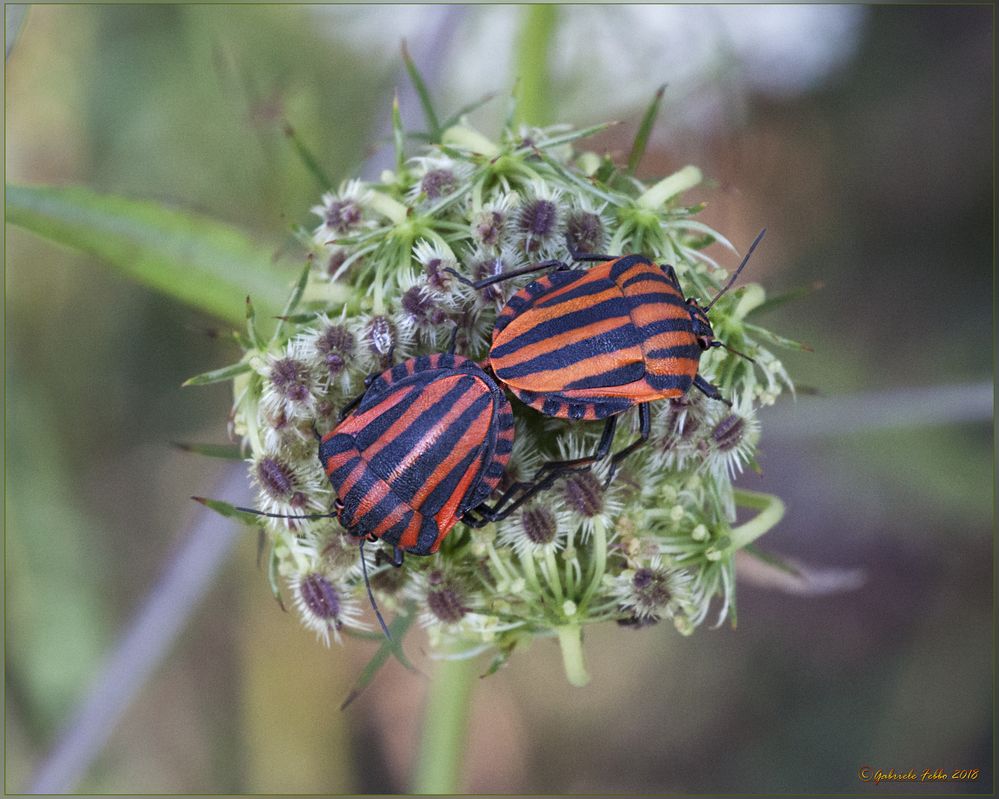 Graphosoma lineatum italicum (O.F. Müller, 1766)