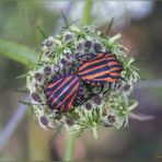 Graphosoma lineatum italicum (O.F. Müller, 1766)