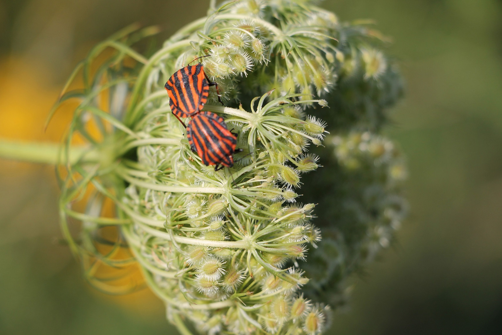 Graphosoma lineatum L.