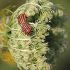 Graphosoma lineatum L.