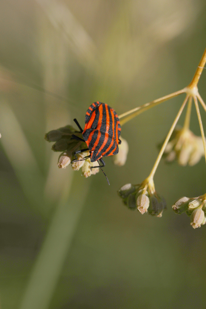 Graphosoma Lineatum - Red-Black striped Shield Bug