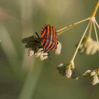Graphosoma Lineatum - Red-Black striped Shield Bug