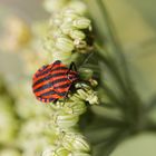 Graphosoma Lineatum - Red-Black striped Shield Bug