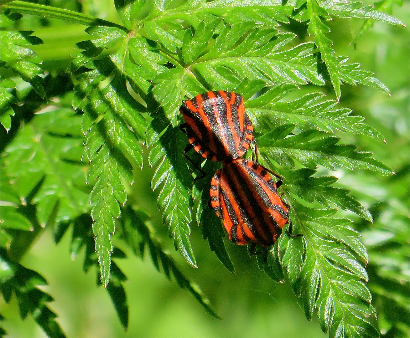 ..Graphosoma lineatum - Streifenwanze !!!...