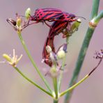 Graphosoma semipunctatum