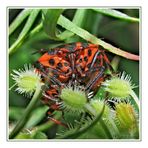 Graphosoma semipunctatum (Fabricius, 1775)