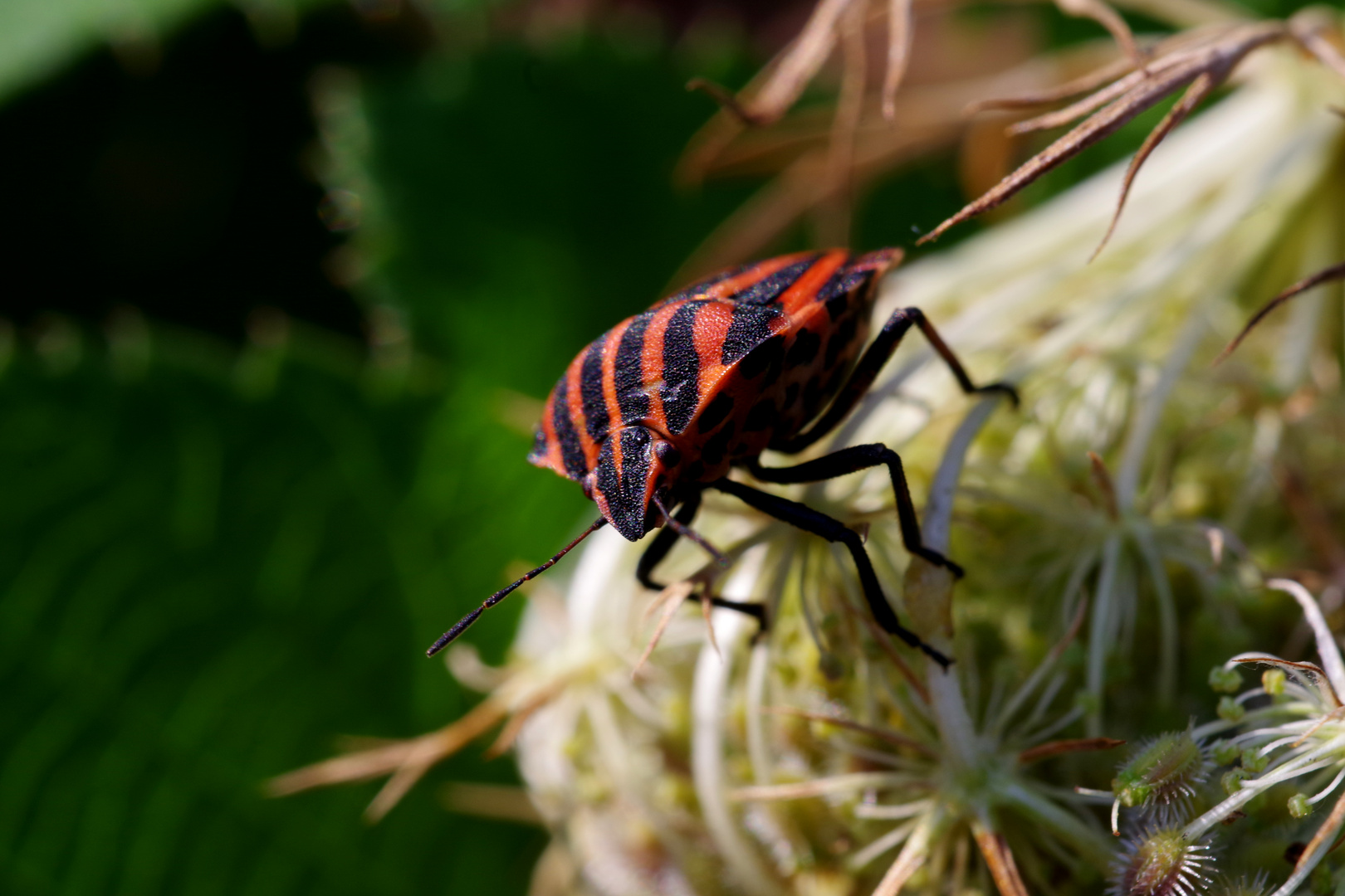 graphosomalineatum