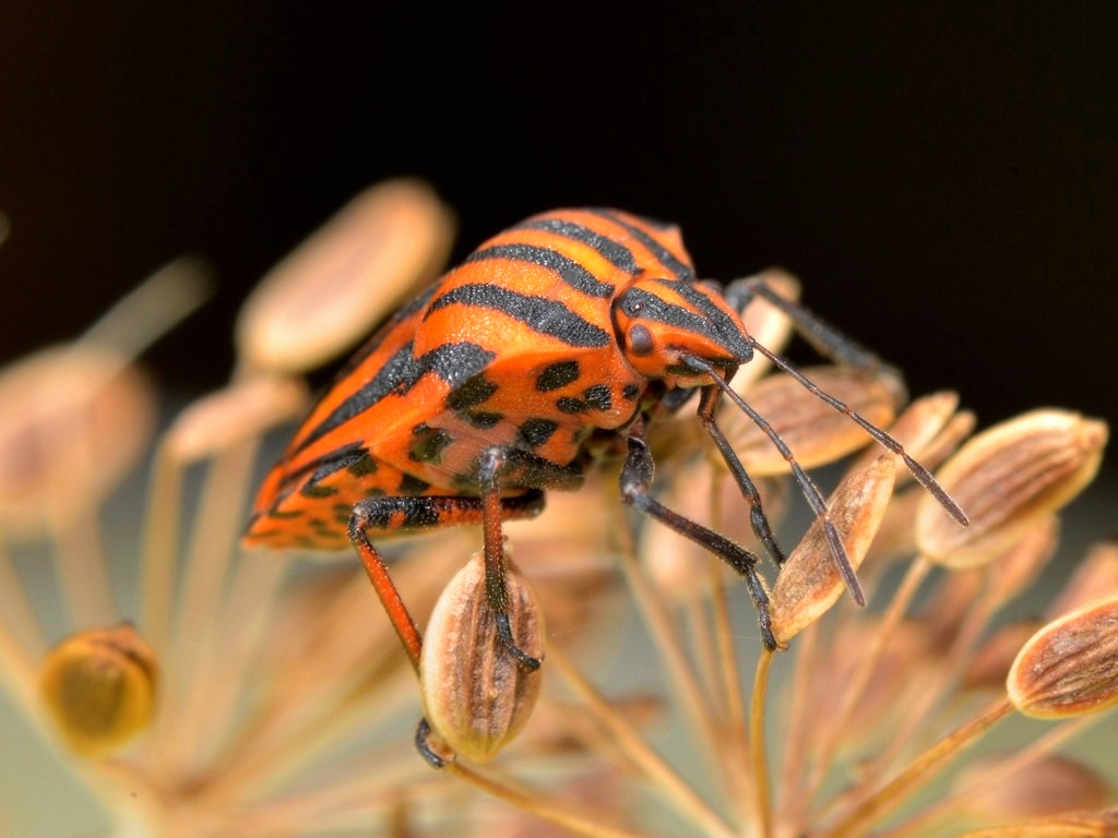 Graphosome d`Italie, "Punaise Harlequin" 1/2