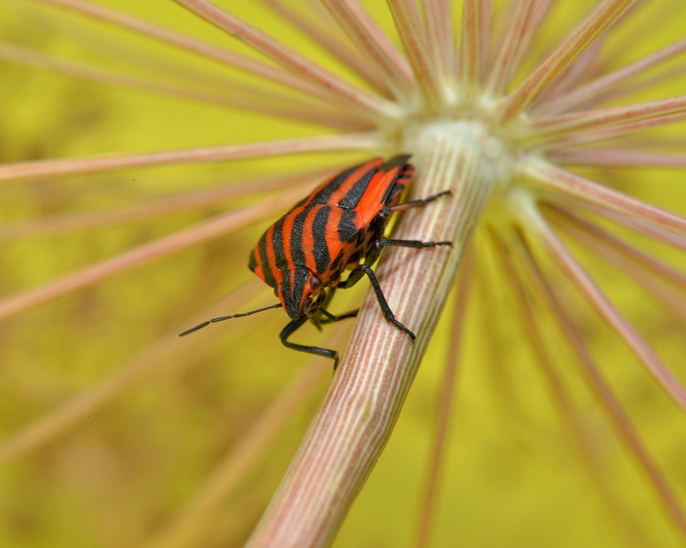 Graphosome d`Italie, "Punaise Harlequin" 2/2