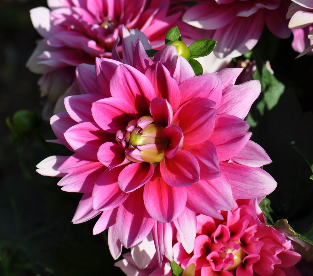 Grappe de dahlias.